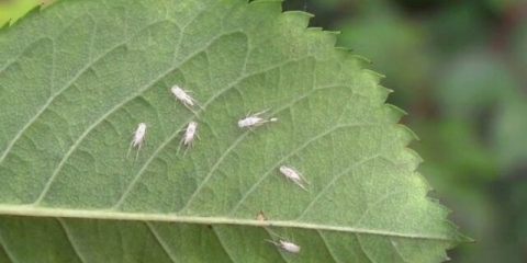 Cikada na ružama: fotografija, borba, kako obraditi